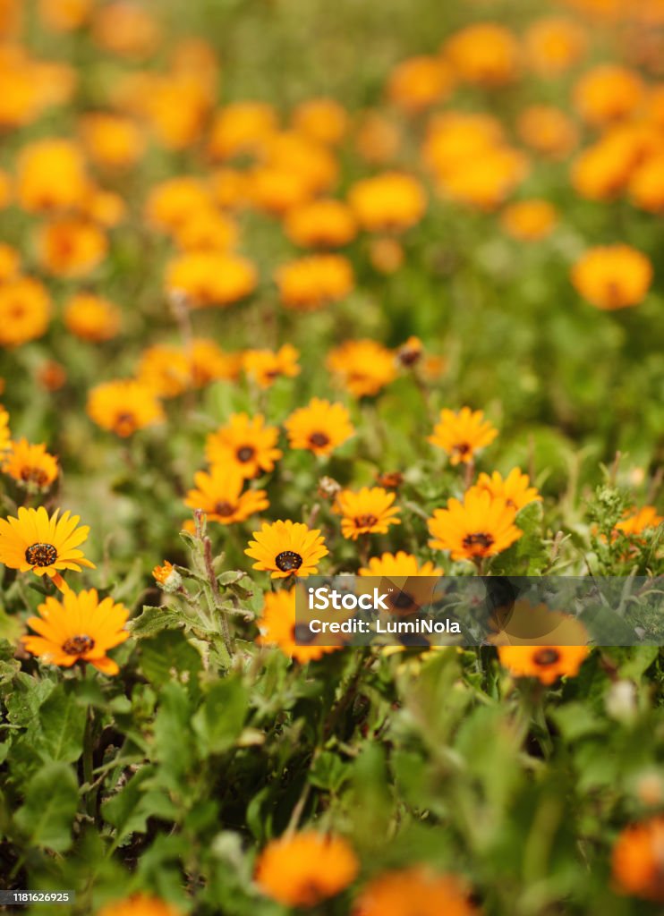 Spring has sprung Still life shot of orange daisies in a field during the day Backgrounds Stock Photo