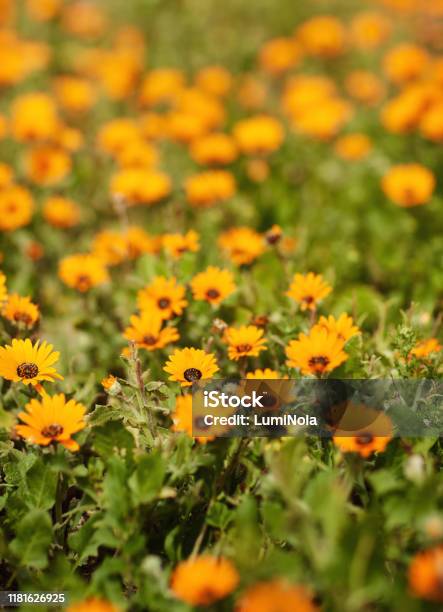 Spring Has Sprung Stock Photo - Download Image Now - Backgrounds, Daisy, Abstract