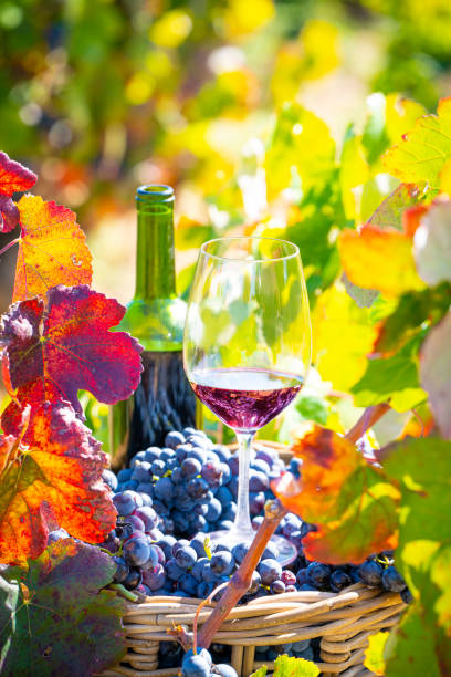 istock grape harvest bucket with red wine bottle and wine glass 1181627140