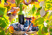 grape harvest bucket with red wine bottle and wine glass