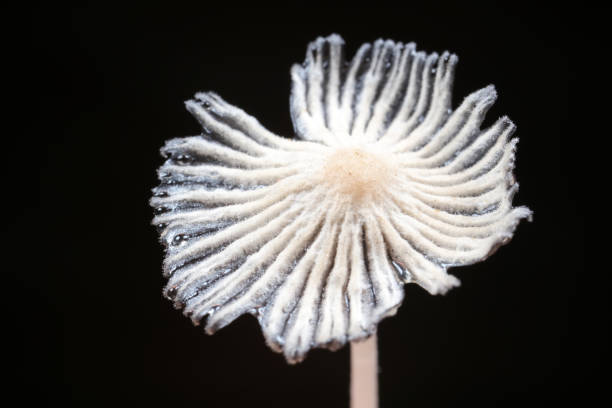 Mushroom fruiting bodies in a black background