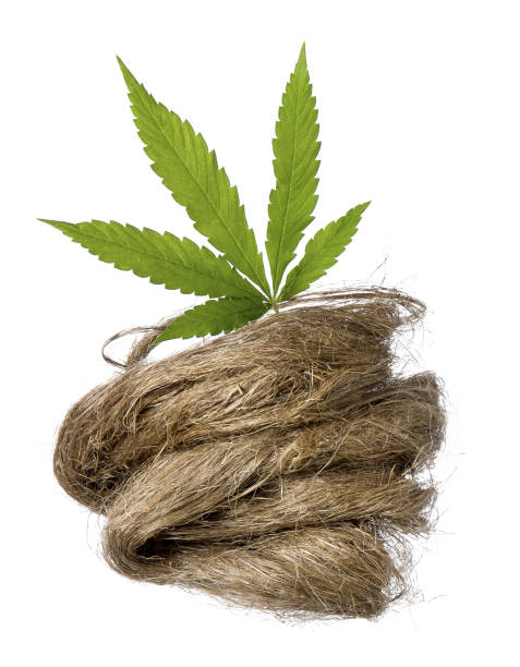 有機大麻植物と緑の新鮮な麻の葉からオークムは、白い背景に分離しました。 - oakum ストックフォトと画像