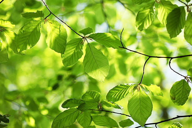 nuevo beech hojas de primavera - beech leaf leaf green close up fotografías e imágenes de stock