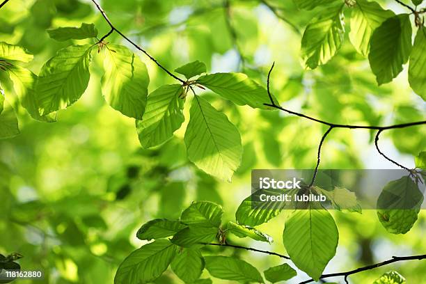 Nuevo Beech Hojas De Primavera Foto de stock y más banco de imágenes de Haya - Haya, Dinamarca, Bosque