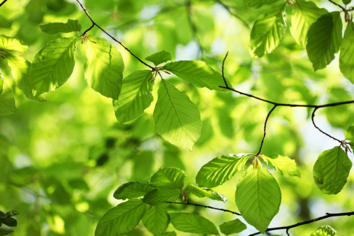 Fresh green beech leaves of Kurikoma Quasi-National Park