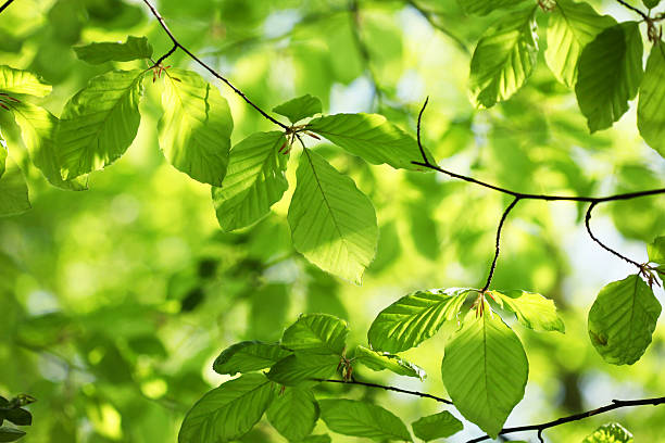 новые буковое листья в весенний - beech tree beech leaf leaf photography стоковые фото и изображения