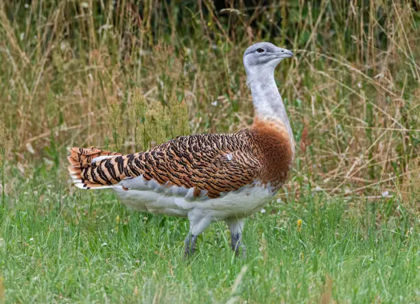 Close-up view of a male Great Bustard (Otis tarda)
