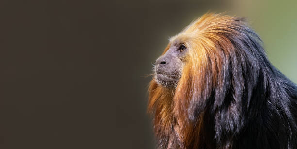 golden-headed lion tamarin with copy space - copy space left imagens e fotografias de stock