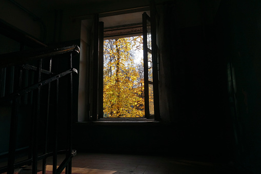 Autumn Leaves Through Back Yard Bay Window