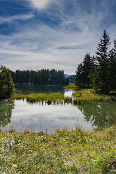 istock mountain lake surrounded by pine forest in autumn 1181631940