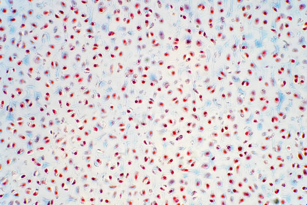 istock Cartilage is a resilient and smooth elastic tissue for pathology education, a rubber-like padding that covers and protects the ends of long bones at the joints. 1181635889