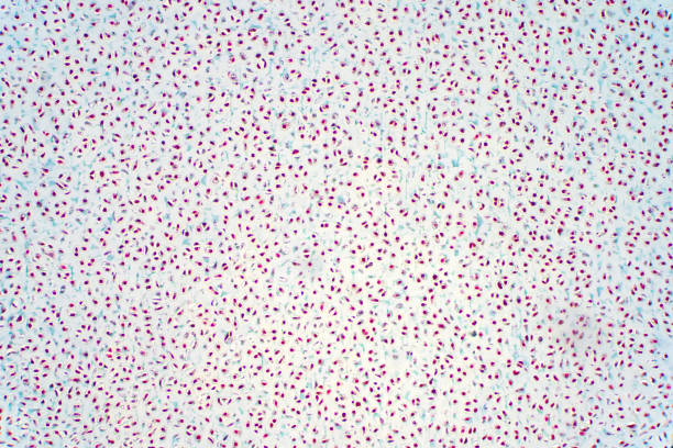 istock Cartilage is a resilient and smooth elastic tissue for pathology education, a rubber-like padding that covers and protects the ends of long bones at the joints. 1181635892
