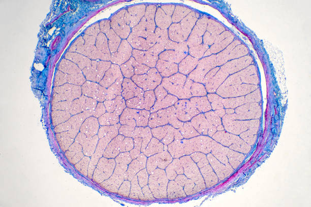 Human Eye Nerve Under The Microscope View Histological For Human