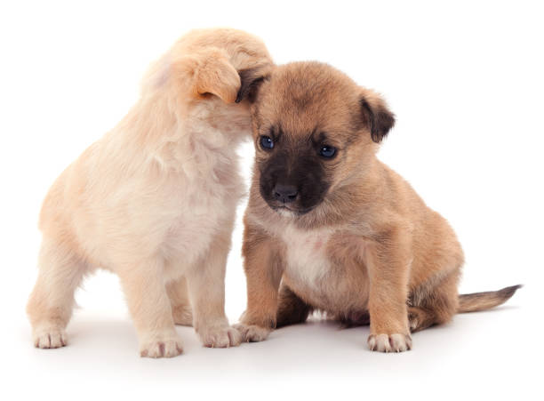 istock Two little puppies. 1181636126