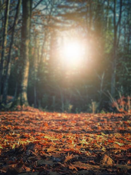 Photograph of beautiful autumn background taken in Northern Wisconsin, USA, with dense wild forests and bright orange and red leaves covering the ground. The trees are almost bare and ready for winter. The sun is glowing warmth over the whole scenery, as if to save the moment from winter coming.