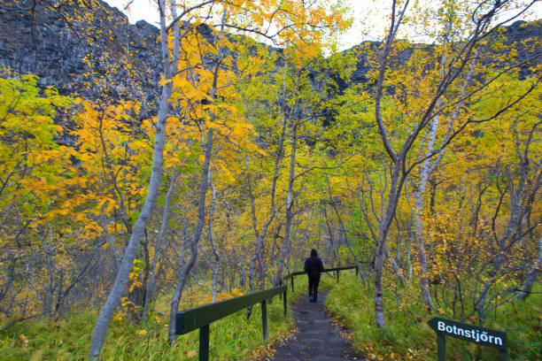 Ásbyrgi Canyon, Iceland: Tourist in Horseshoe Canyon in Autumn Ásbyrgi Canyon, Iceland: Tourist in Horseshoe Canyon in autumn, Vatnajokull National Park. The canyon is about 50 km from Husavik. horseshoe canyon stock pictures, royalty-free photos & images