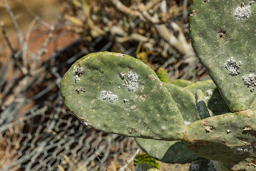 Primer plano opuntia ficus-indica o pera espinosa, también llamado Cactus Pear, Nopal, higuera, palera, atún, chumbera, con insecto cochinilla - Dactylopius coccus del que se deriva el colorante natural carmín photo