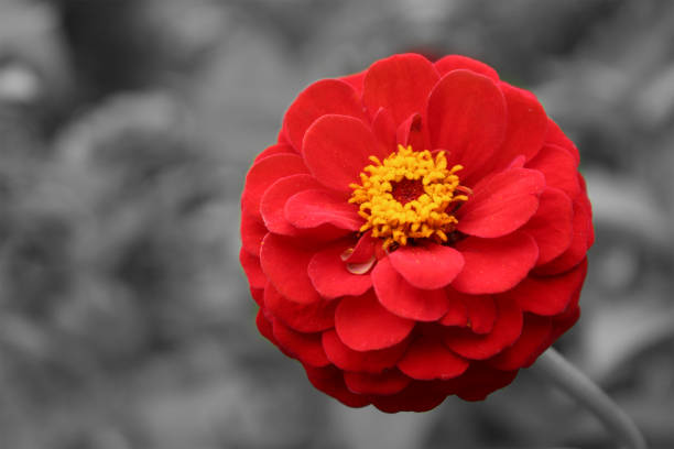 A red blood zinia flower or youth and old flower Zinnia Pureviana in monochrome black and white background