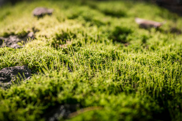Forest floor with moss Forest floor with a lot of moss on a tree stump forest floor stock pictures, royalty-free photos & images