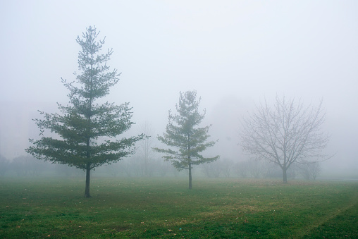 Three fir tress in park in foggy weather