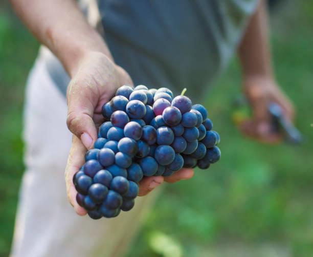 istock Man hold bunch of grape in vineyard 1181638003
