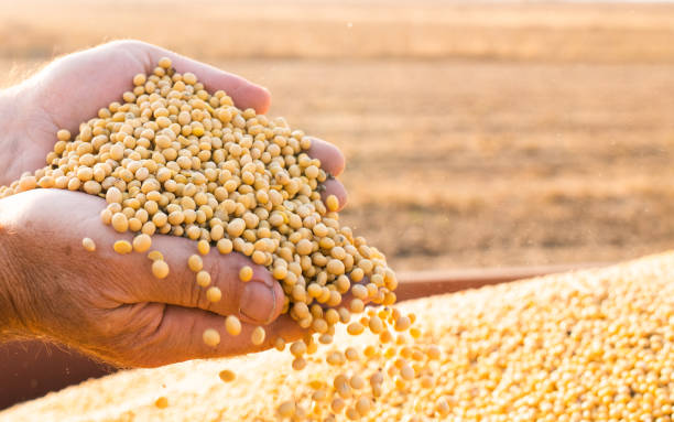 istock Hands of peasant holding soy beans after harvest 1181638268