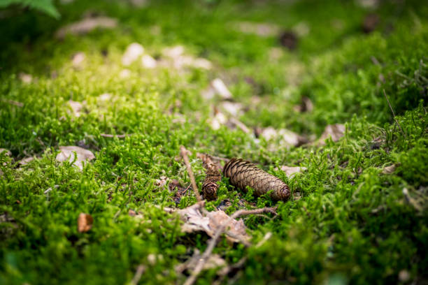 Forest floor with spruce cones stock photo