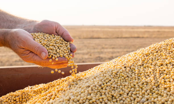 istock Hands of peasant holding soy beans after harvest 1181638324