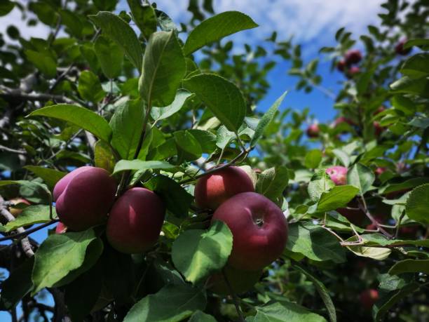 pommes rouges mûres sur l'arbre - spartan apple photos et images de collection