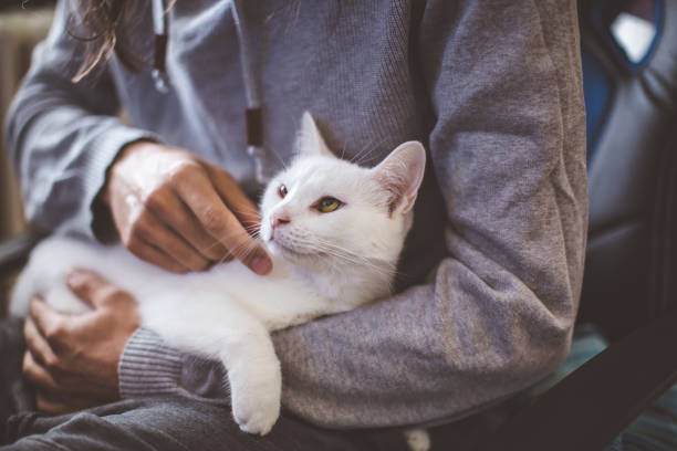 istock Young man with beautiful white cat 1181641402