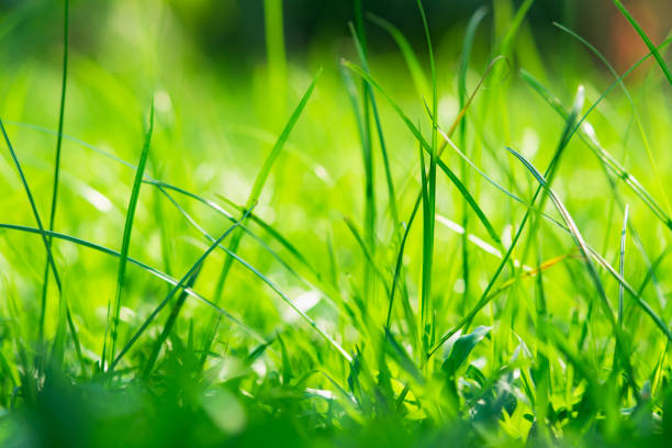 istock Abstract blurred of green grass with sunlight 1181642150