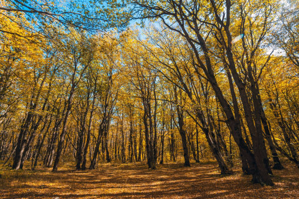 Colorful yellow red autumn forest