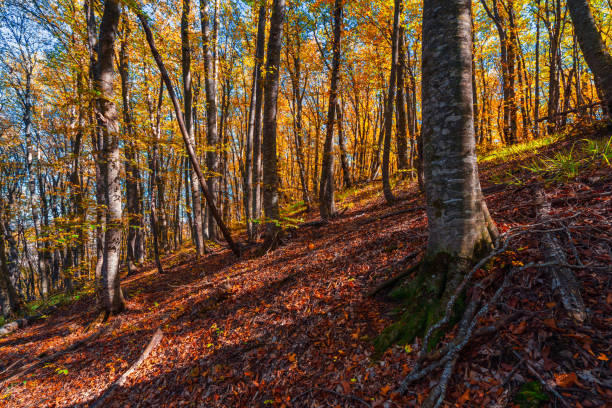 Colorful yellow red autumn forest