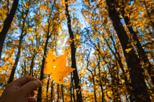 istock Yellow autumn leaf in hand on forest background 1181643336