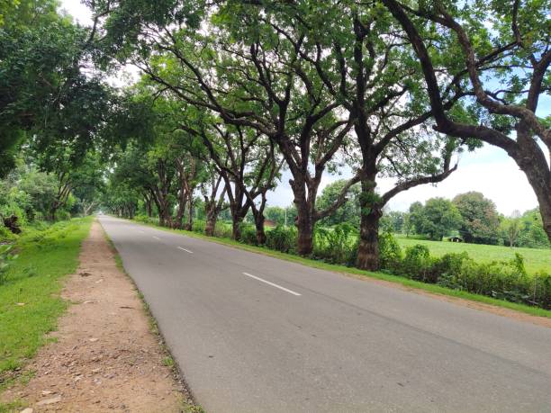 istock Beautiful asphalt road with green trees 1181643979