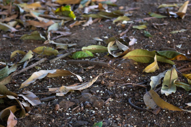 Mango leaves that are falling on the ground