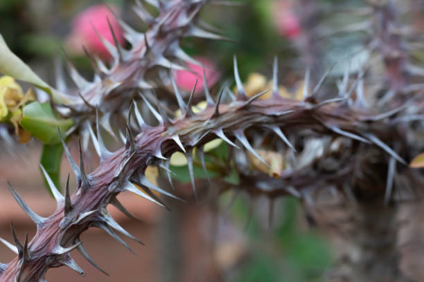Thorns of poi sian trees.