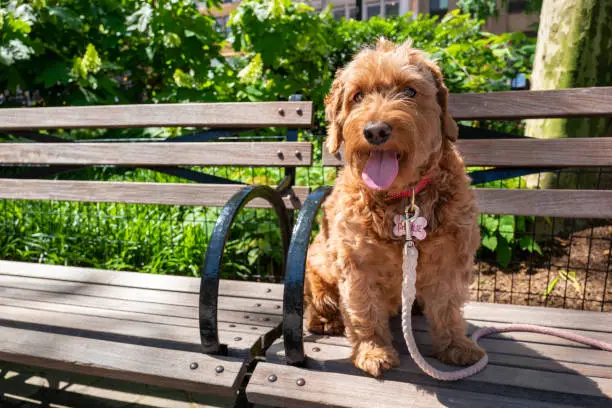 portrait of 3 year old F1 miniature golden doodle Sitting outdoors on New York City park bench.