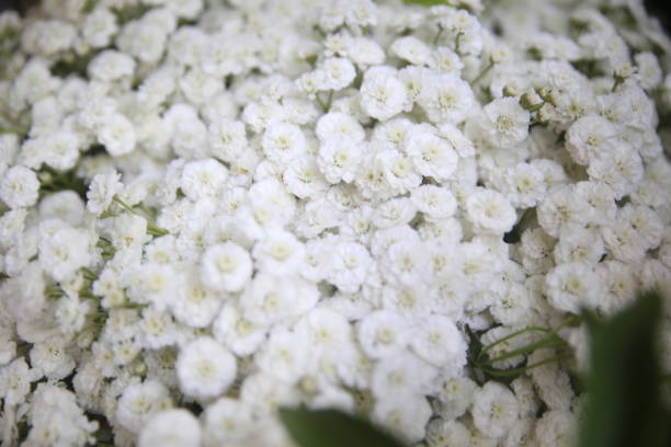 istock Flowering dogwood spring blossoms against a soft textured background 1181645669