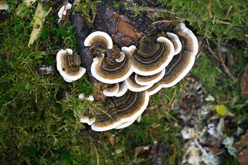 European forest mushrooms