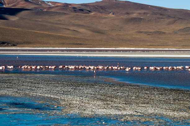 istock Flamingos at Laguna Colorada 1181646770