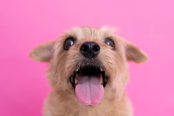 A lively Jack Russell Terrier caught mid-yawn or howl, showcasing its energetic personality