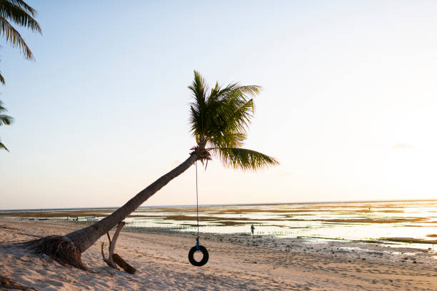istock Tyre swing hangs from palm tree island 1181648228