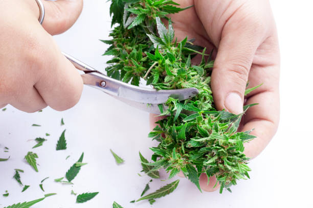 istock trimming and manicuring buds cannabis.cutting marijuana leaves with scissors  on white background 1181648320