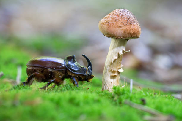 besouro-do-rinoceronte (oryctes nasicornis) e fungo do mel-armillaria ostoyae - nasicornis - fotografias e filmes do acervo