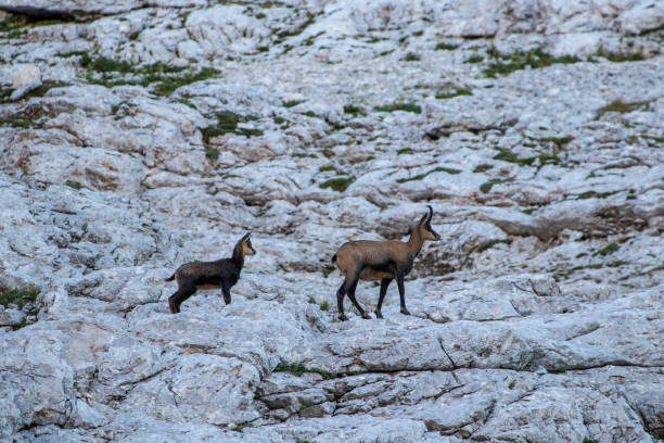 istock Chamois family standing in high mountains 1181648493