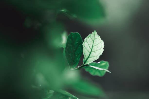 istock Closeup nature view of dark green leaf 1181650329