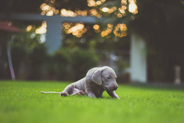 istock Playful weimaraner puppies 1181650513