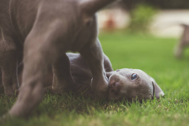 istock Playful weimaraner puppies 1181650524