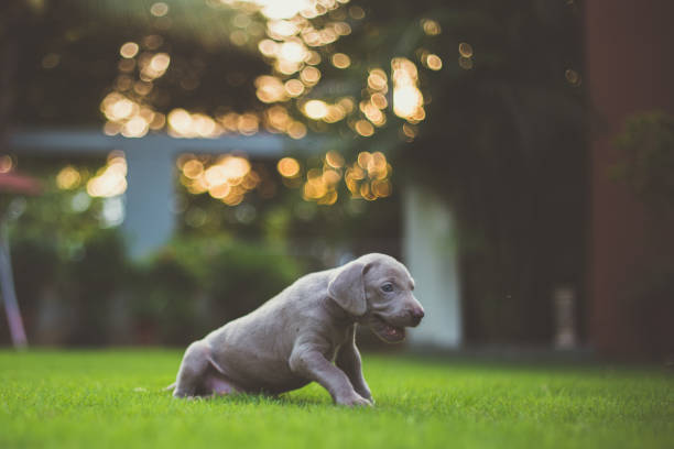 istock Playful weimaraner puppies 1181650545